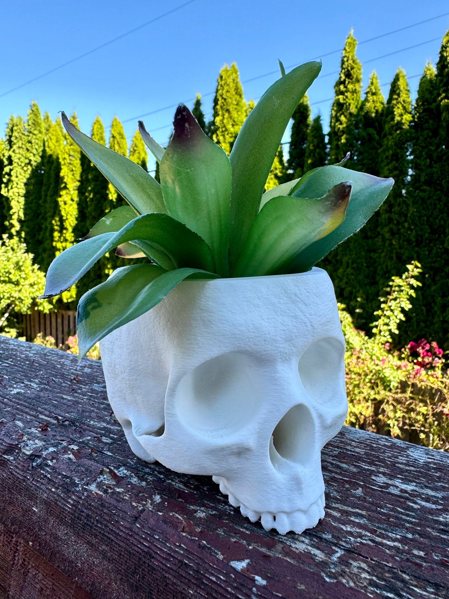 Skull Planter, Gothic Indoor Plant Pot, Halloween Decor, Succulent Holder, Home Accent, Office Desk Decor