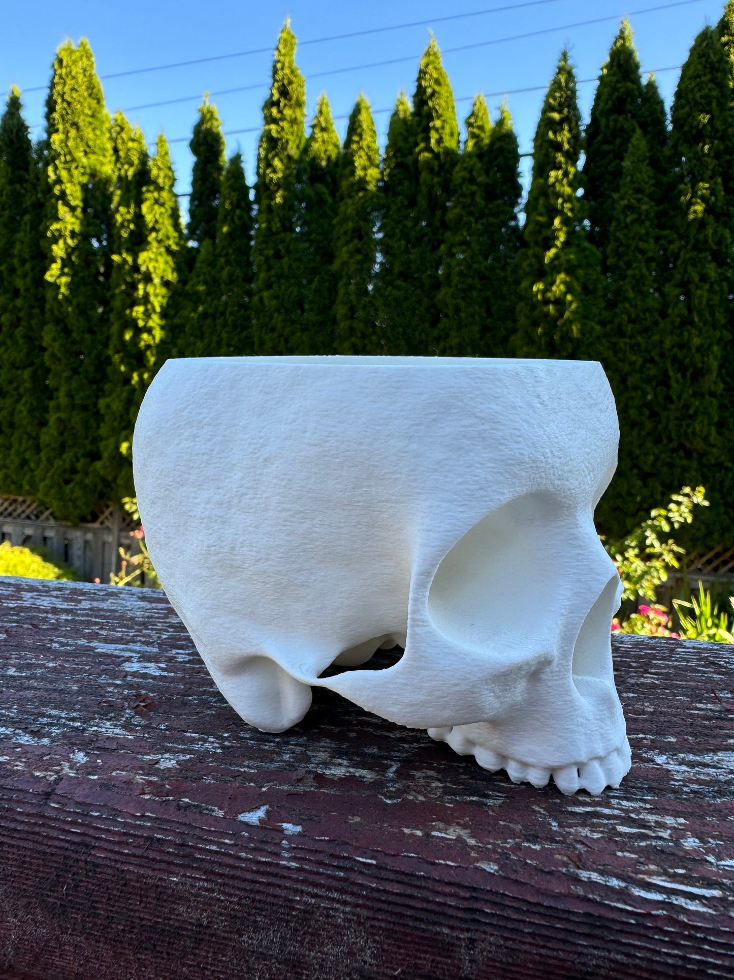 Skull Planter, Gothic Indoor Plant Pot, Halloween Decor, Succulent Holder, Home Accent, Office Desk Decor